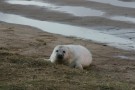 Newborn Seal Pup Climbing Grass Bank
